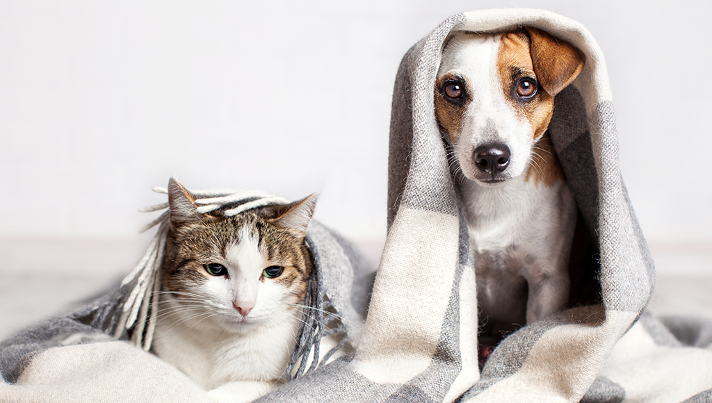 Coronavirus and Pets: Is Your Cat or Dog at Risk for COVID-19?